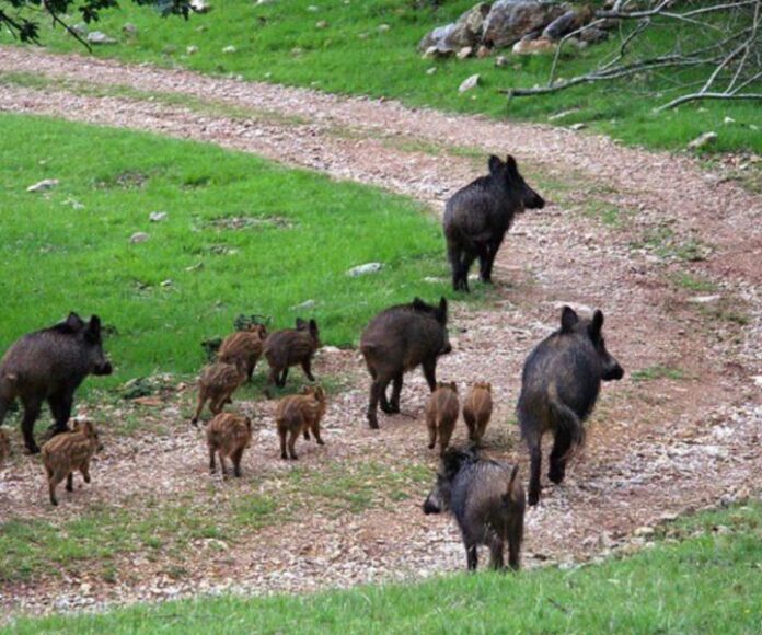 dune-1692628131267.jpg--turisti_baresi_assaliti_da_un_branco_di_cinghiali_in_sicilia__salvati_dal_soccorso_alpino