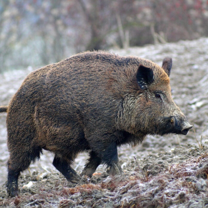 Ariano Irpino, auto si scontra con un cinghiale Ariano Irpino, auto si scontra con un cinghiale