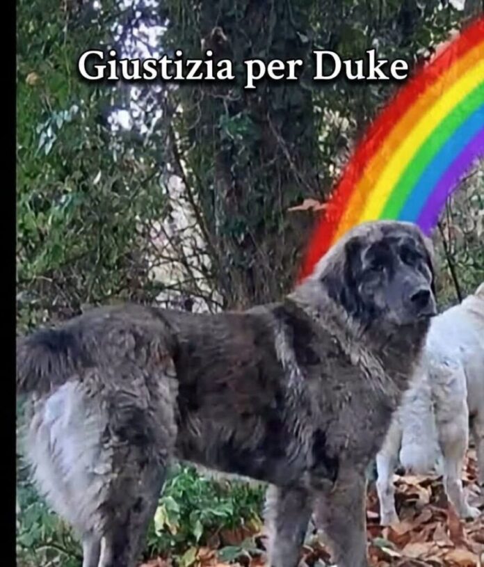 Duke, il cane trovato morto a Monteforte Irpino